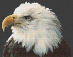 (image for) Majestic Bald Eagle